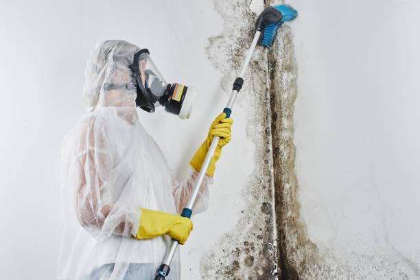Best Mold Damage Repair  in Maybrook, NY