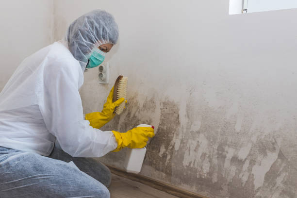 Best Crawl Space Mold Removal  in Maybrook, NY
