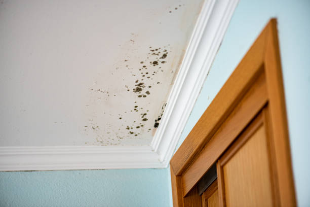 Best Mold Removal Process  in Maybrook, NY
