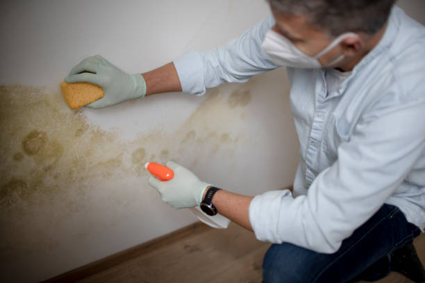 Best Commercial Mold Removal  in Maybrook, NY