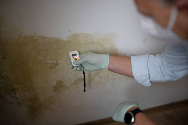 Professional Mold Removal in Maybrook, NY