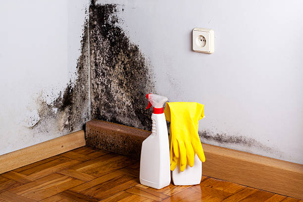 Best Black Mold Removal  in Maybrook, NY