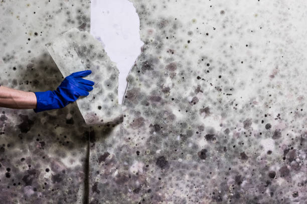 Best Office Mold Removal Services  in Maybrook, NY